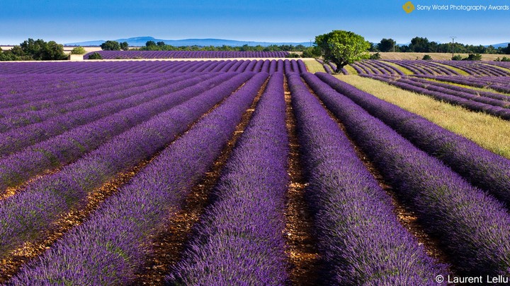 morado