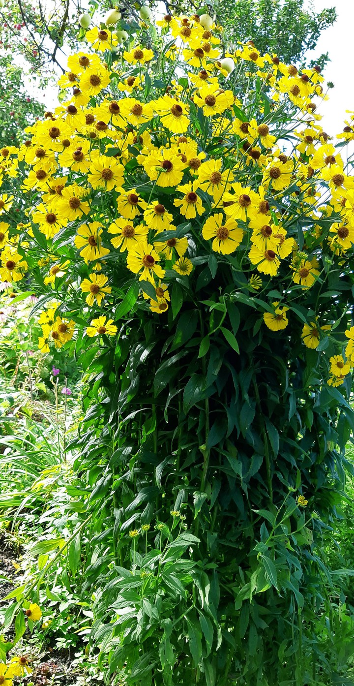 yellow....