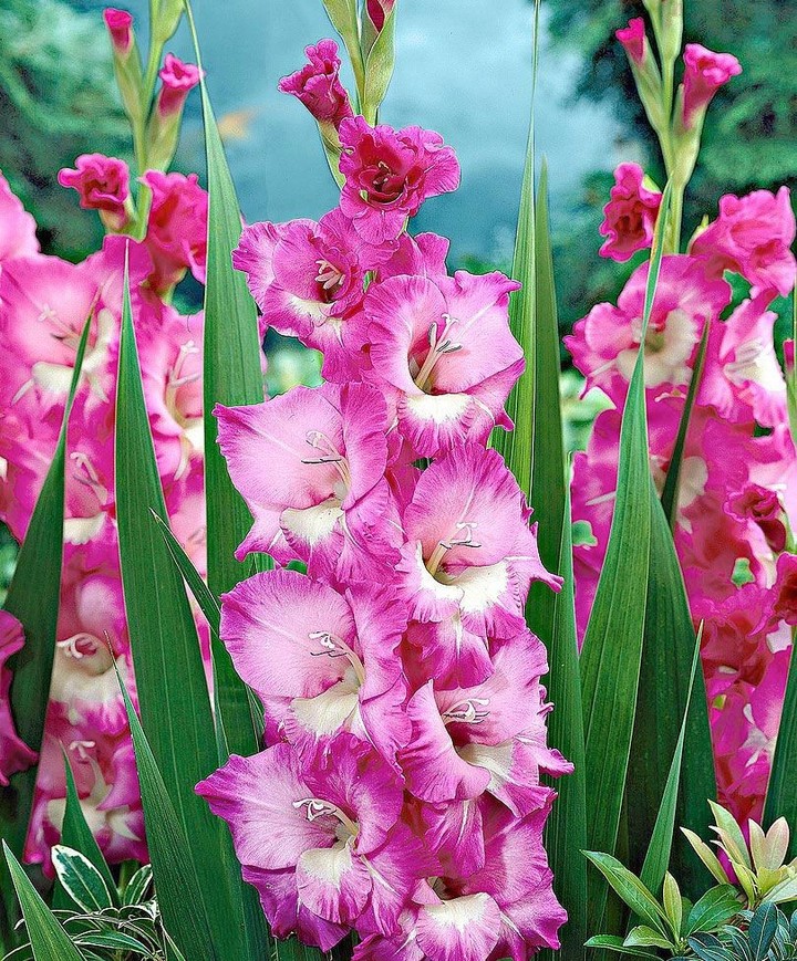 gladiola