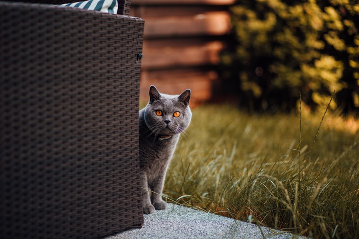 Golden Eye