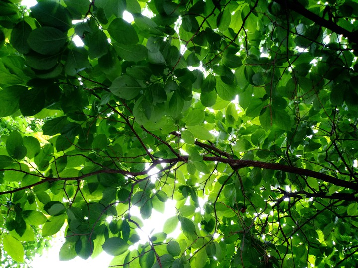 shiny leaves