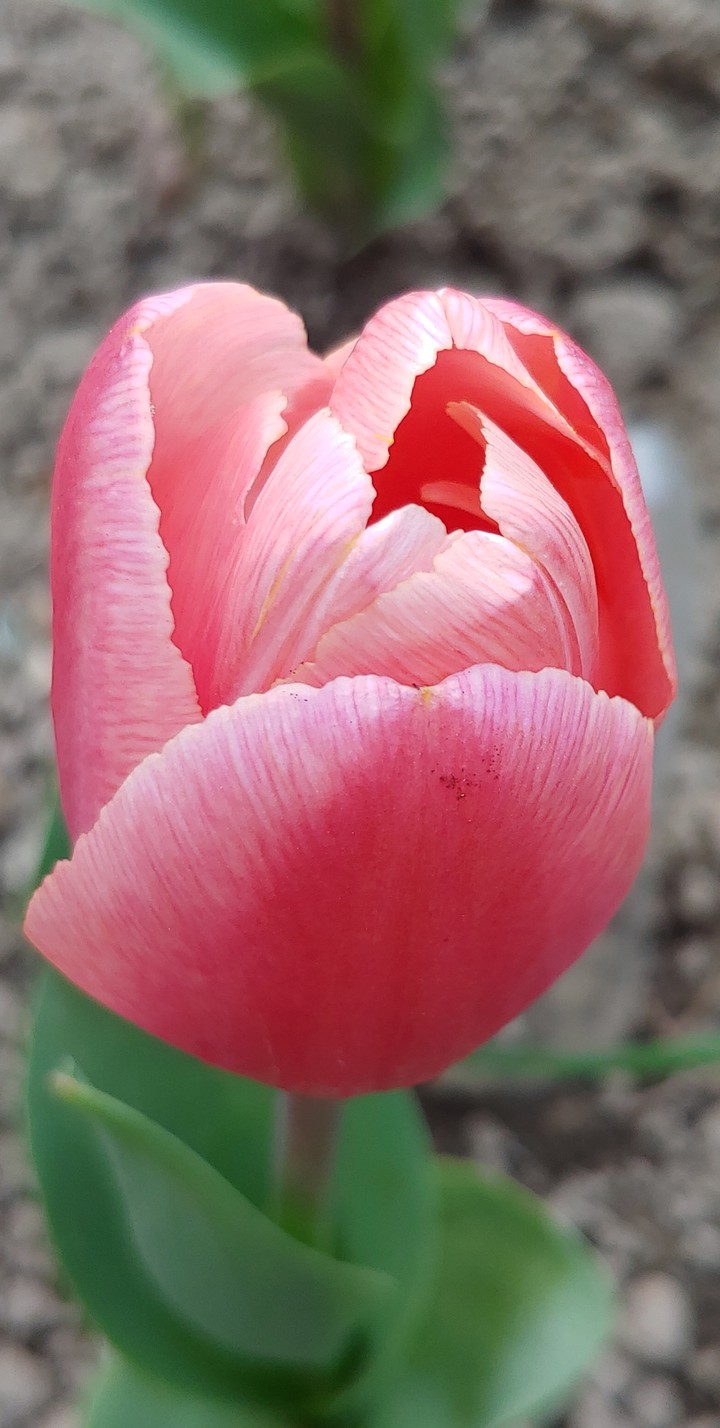 Tulip