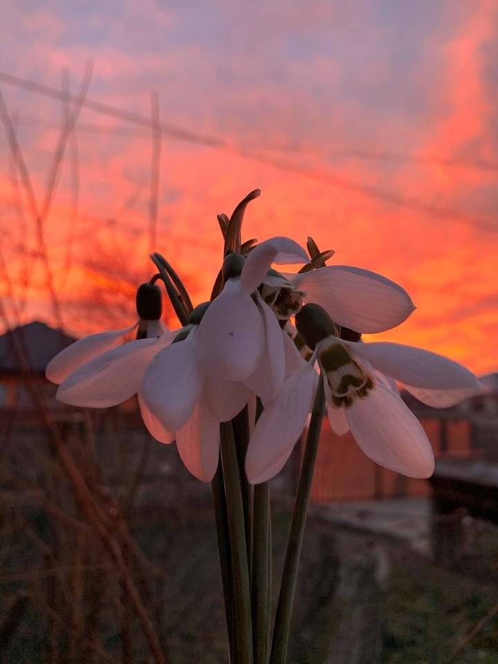 flowers