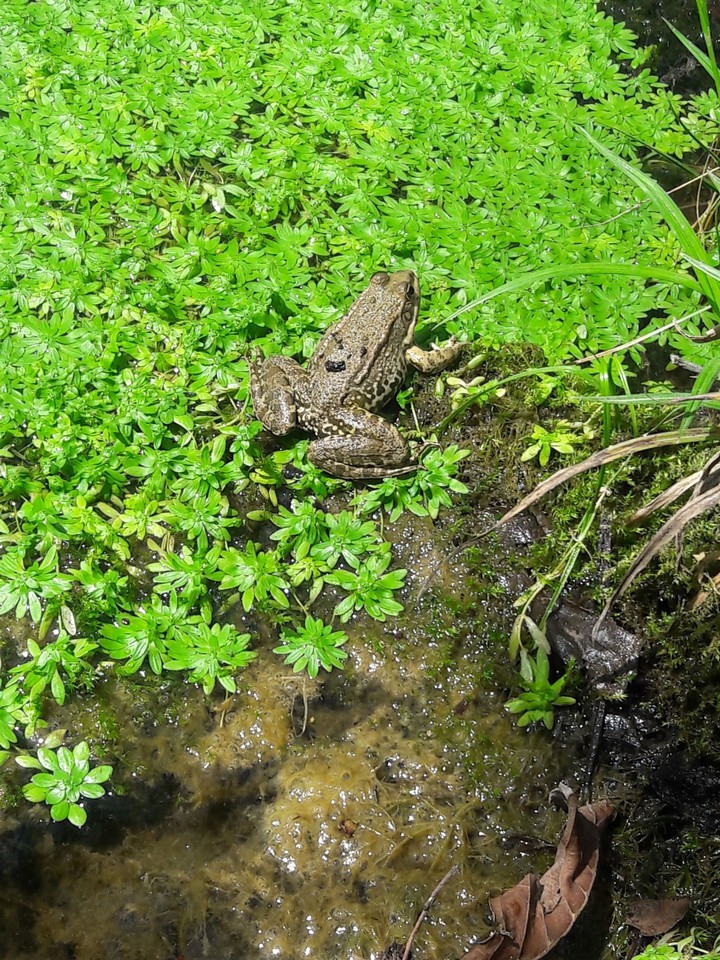 Frog