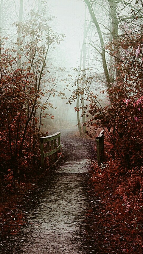 Japanese bridge in the woods