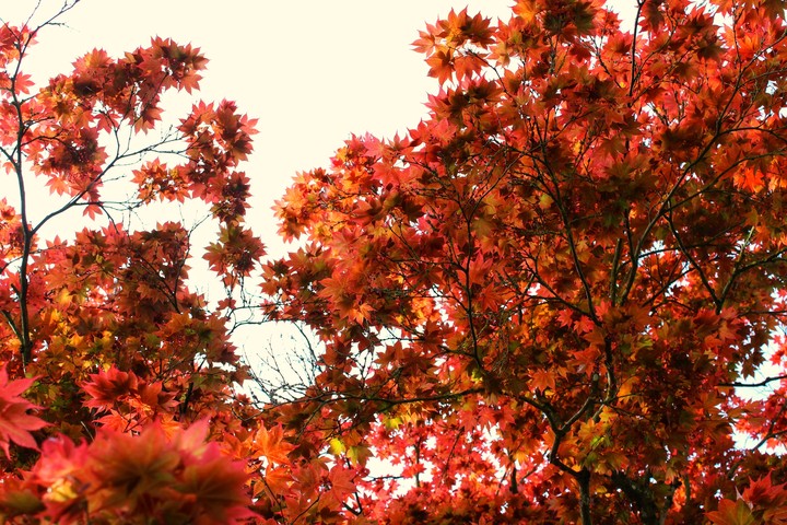 red tree
