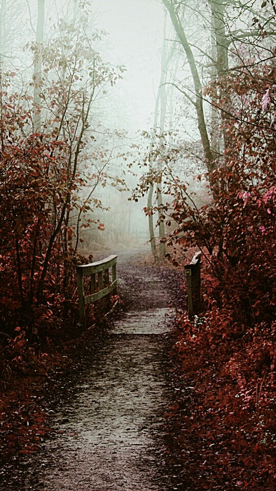 Japanese bridge in the woods