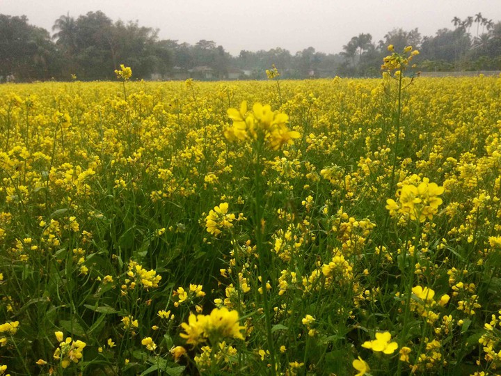 #Mustard flowers