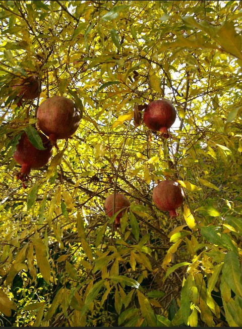 autumn