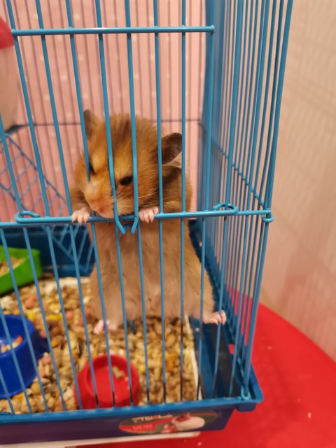 rodent, cage壁纸