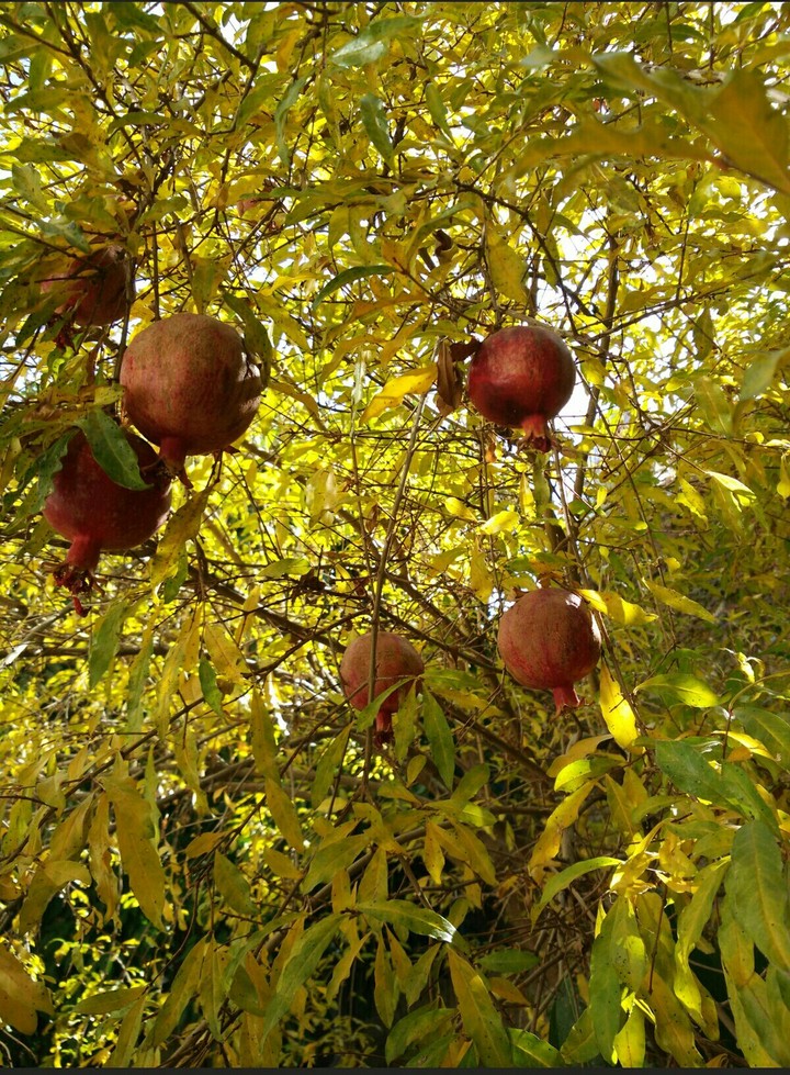 autumn