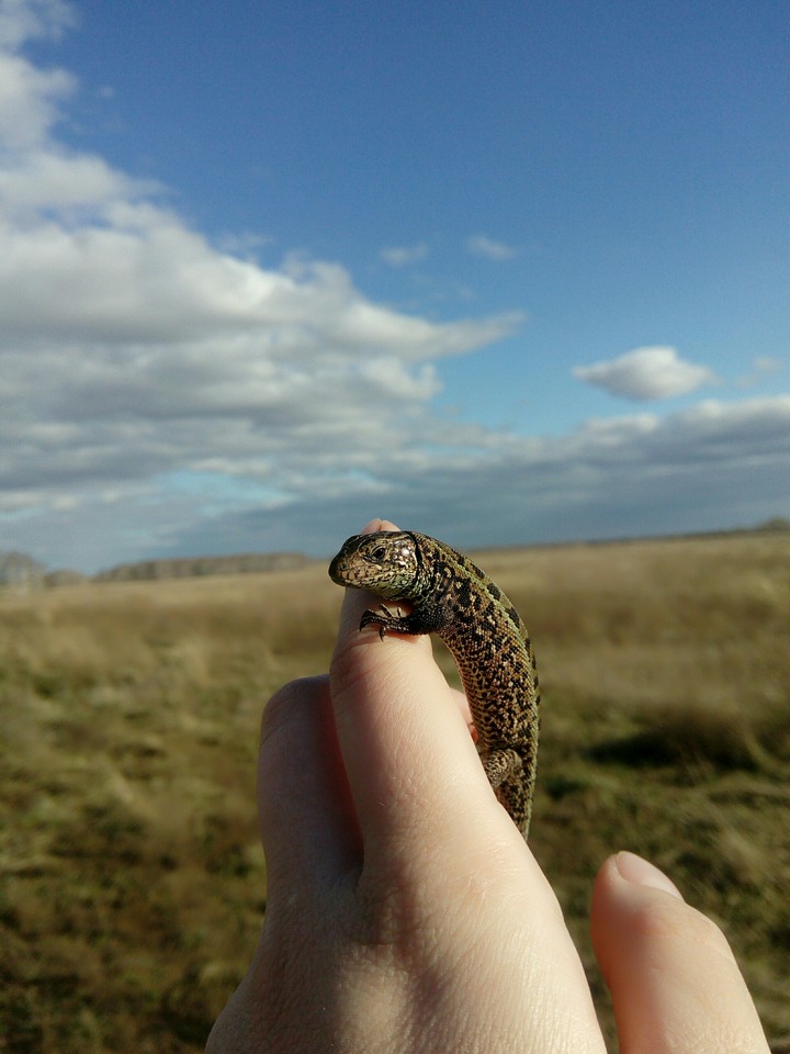 lizard