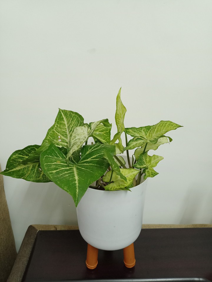 Green plants