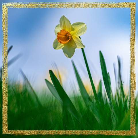 обои flower, country