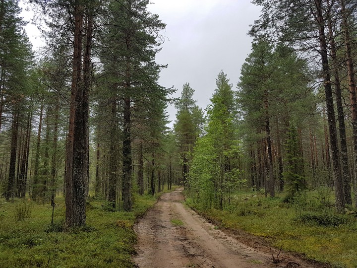 forest