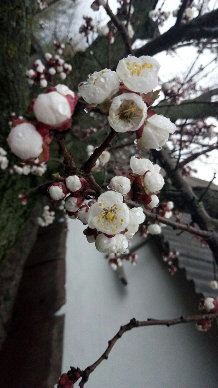 Rain