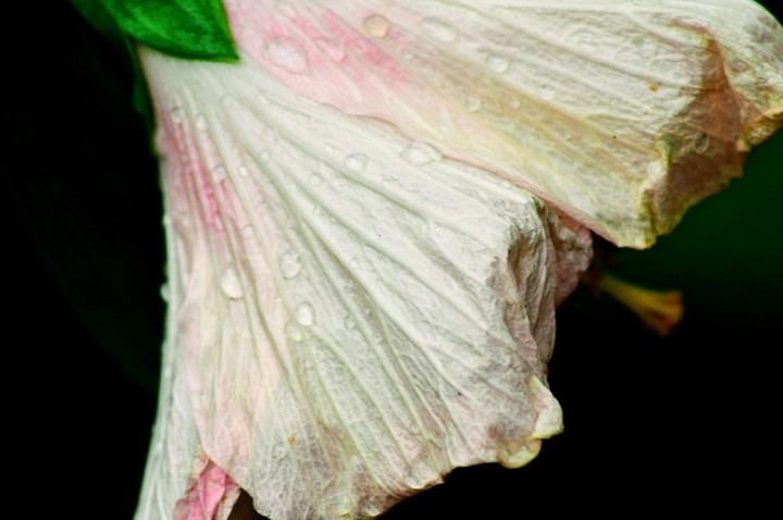 Drops