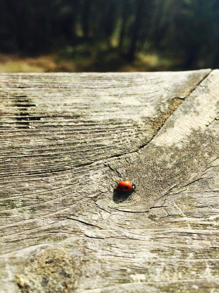 Ladybird❤