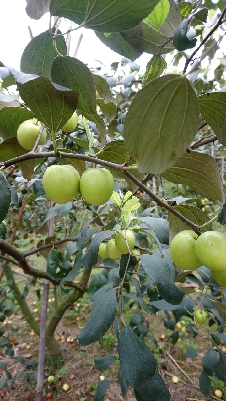 Táo nhà trồng.