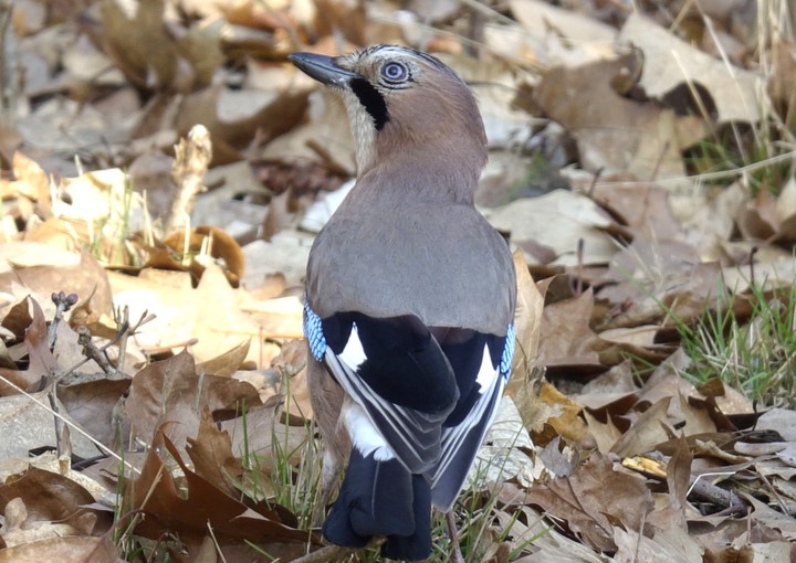 Bird