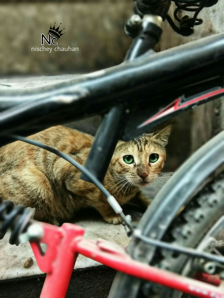 cat