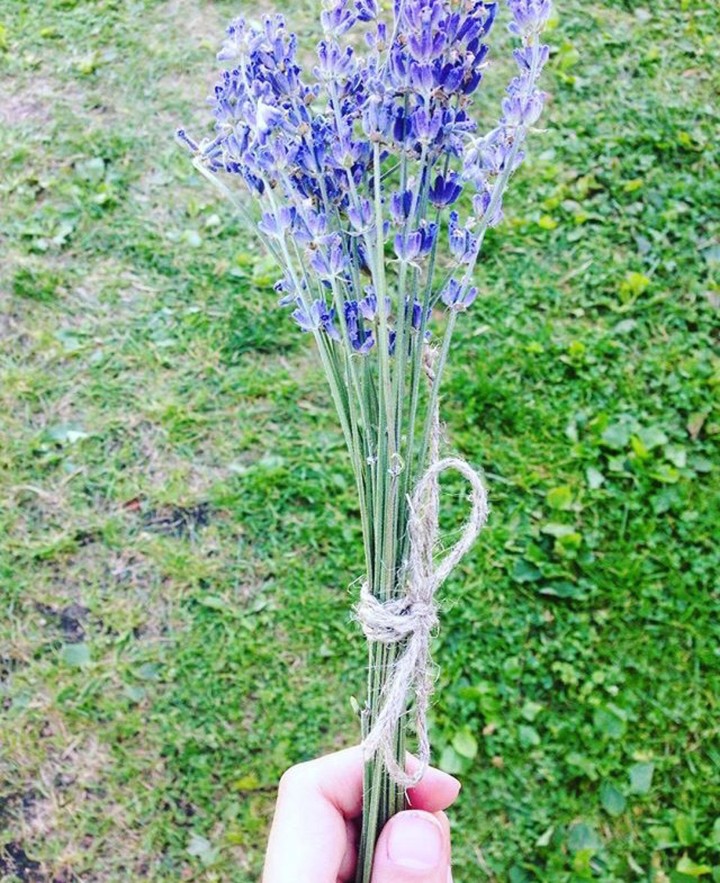 Bright lavender