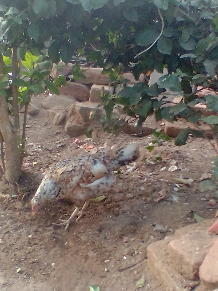 murgi