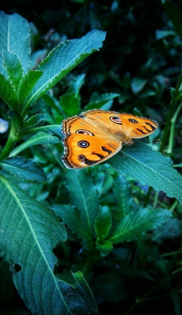butterfly???