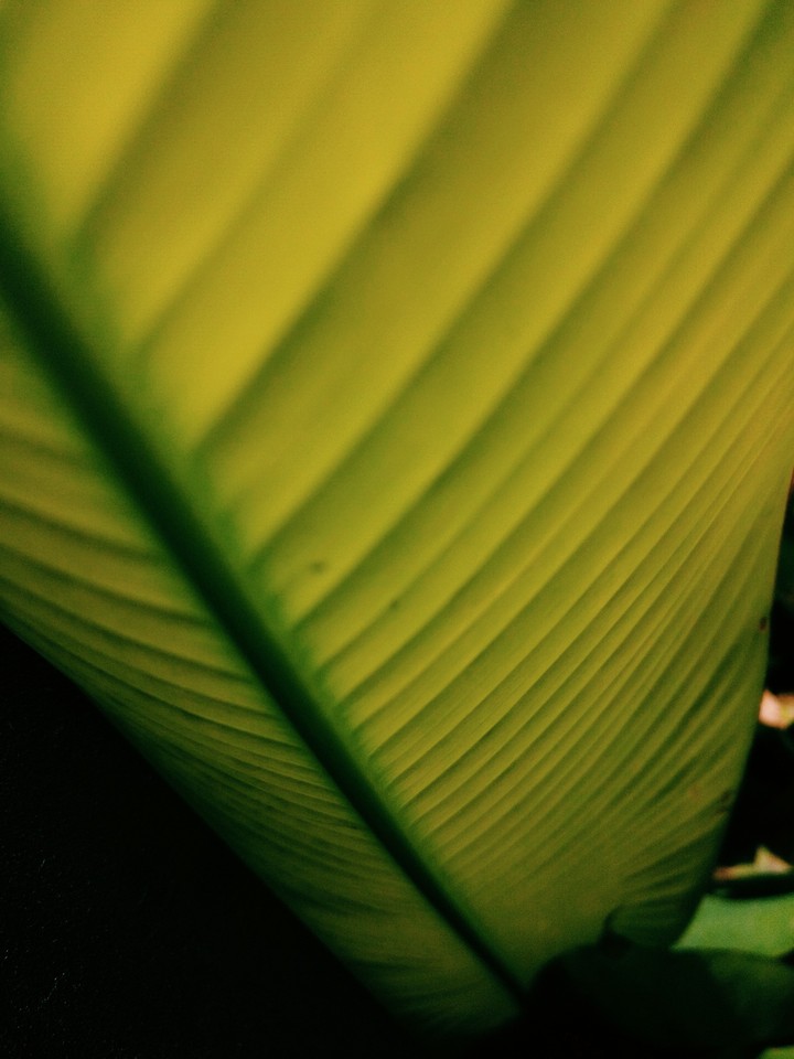 a leaf indeed
