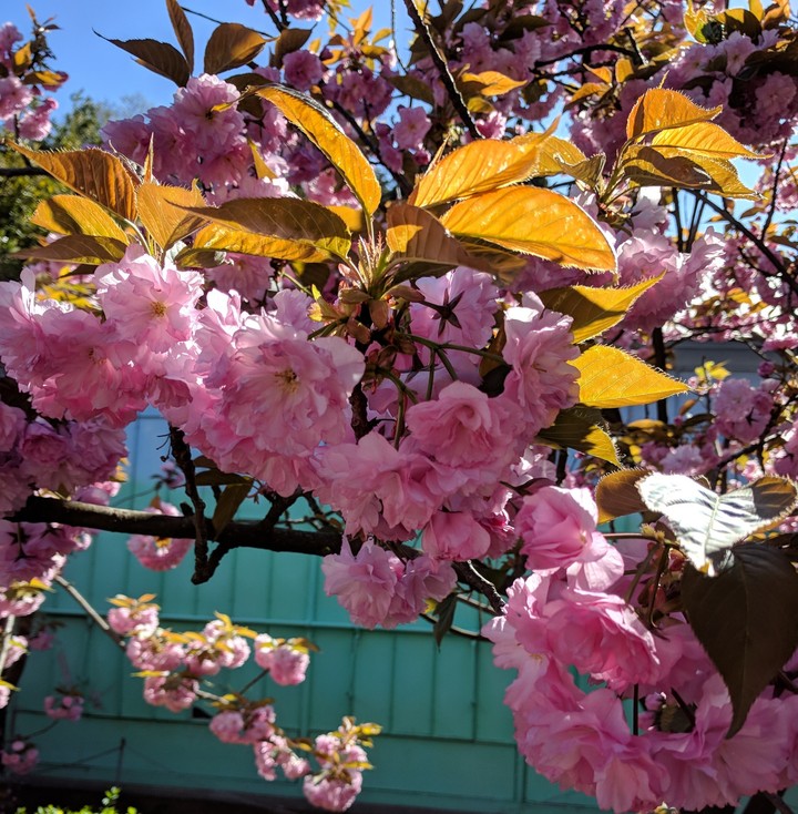 spring tenderness