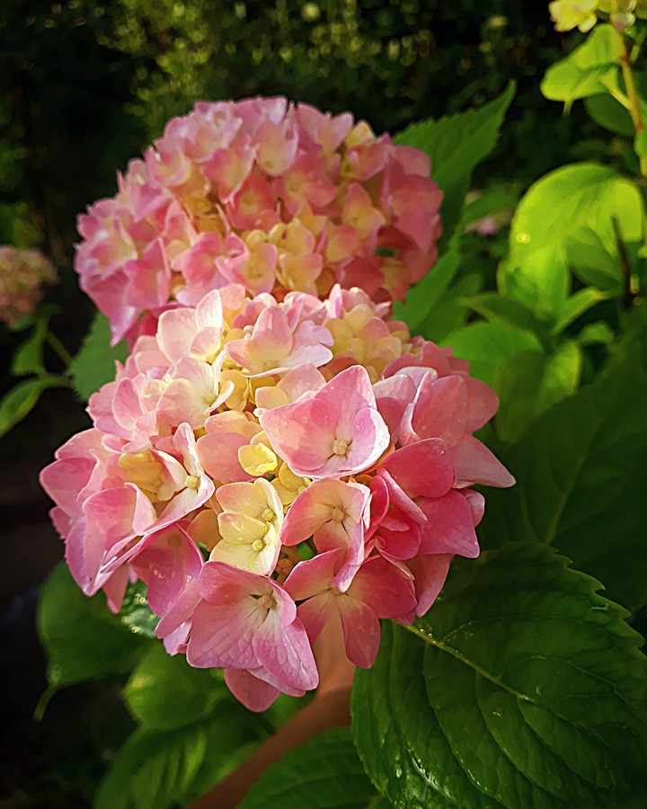 summer flowers