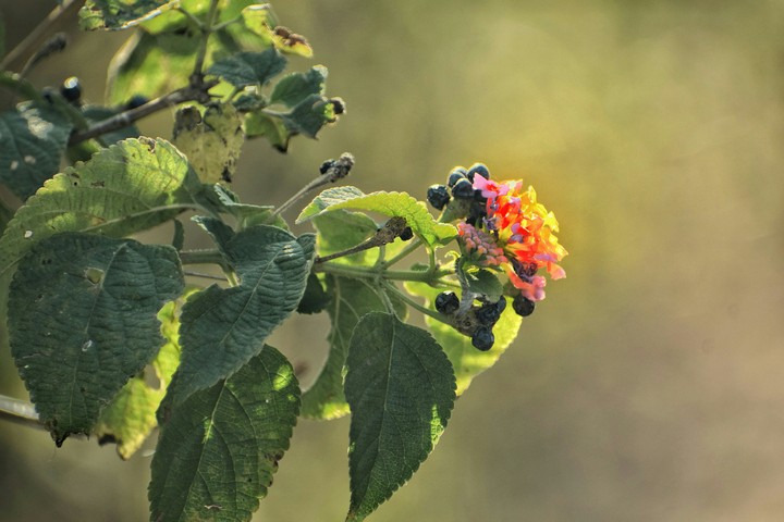 multi coloured plant, not edited