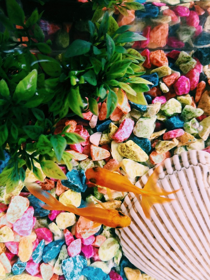 friends