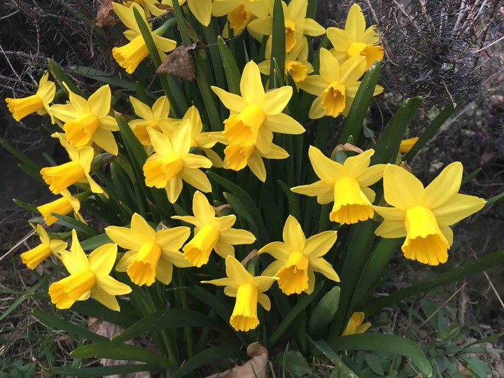 flowers