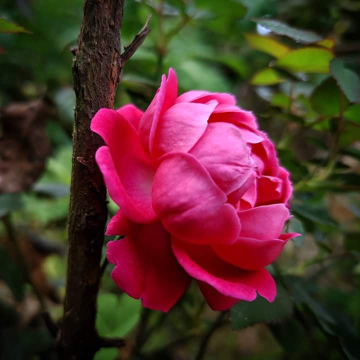 Fevourite flower...