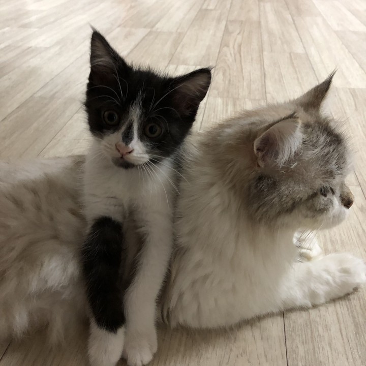 고양이