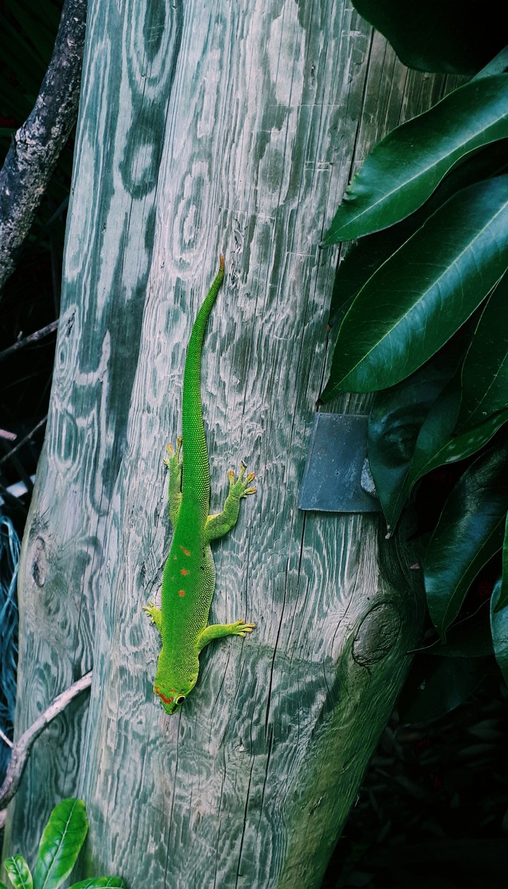 lézard