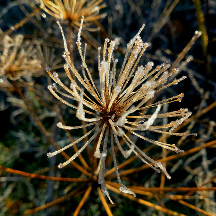 Naturaleza144 - (La Bañeza - Spain)