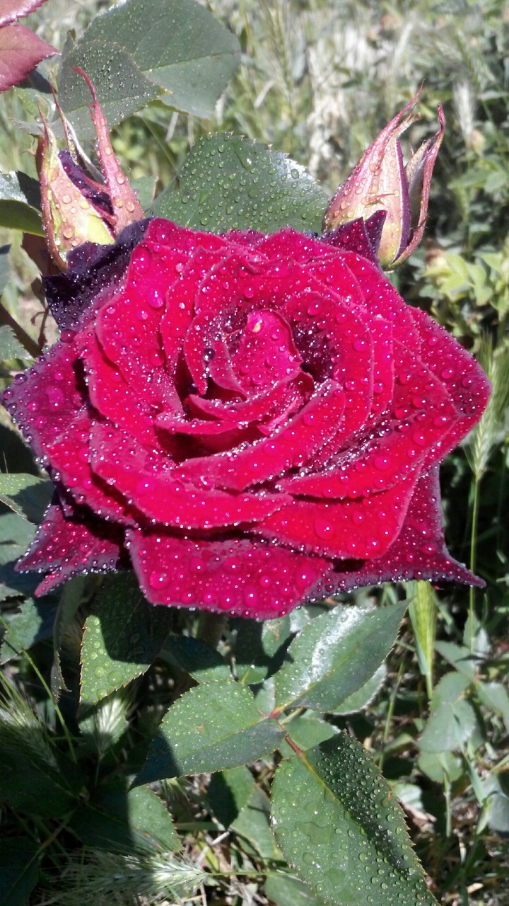 Rose