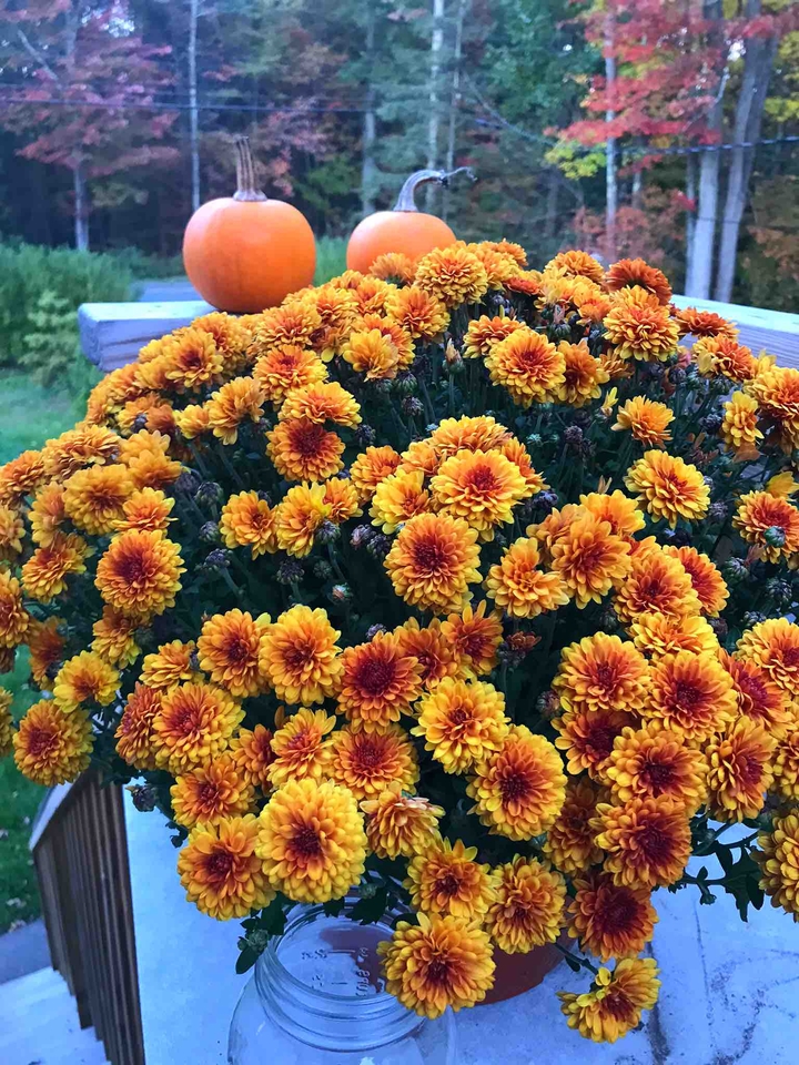 mums the word