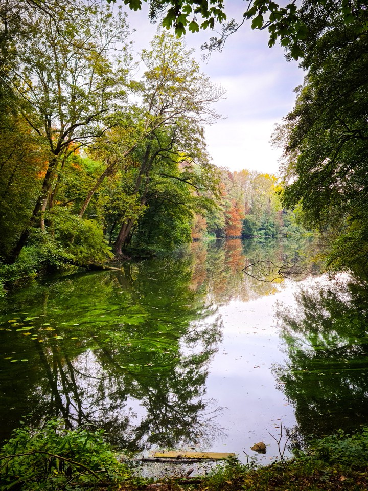Fairytale Forest