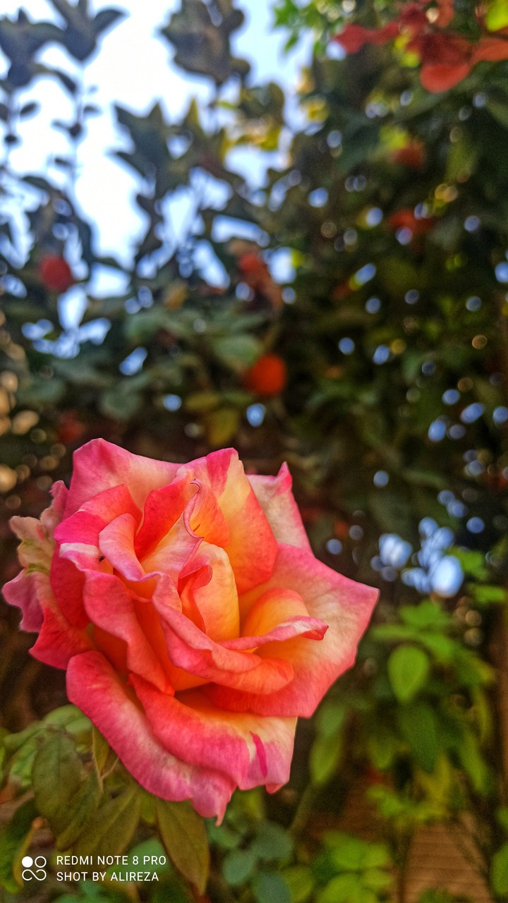 flower(rose)