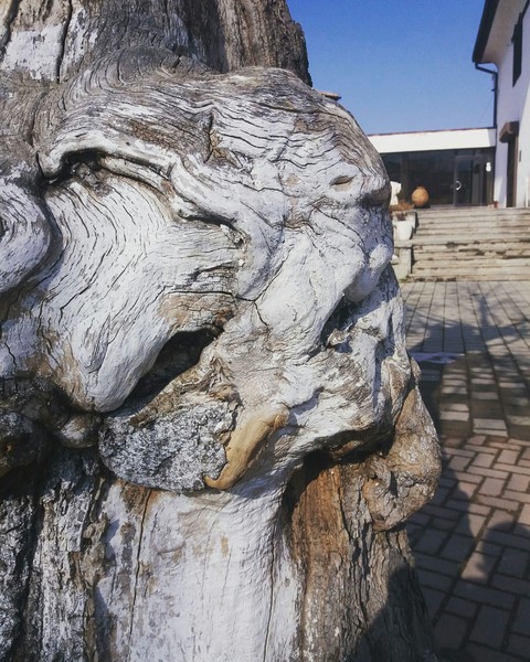 Miracle of Nature