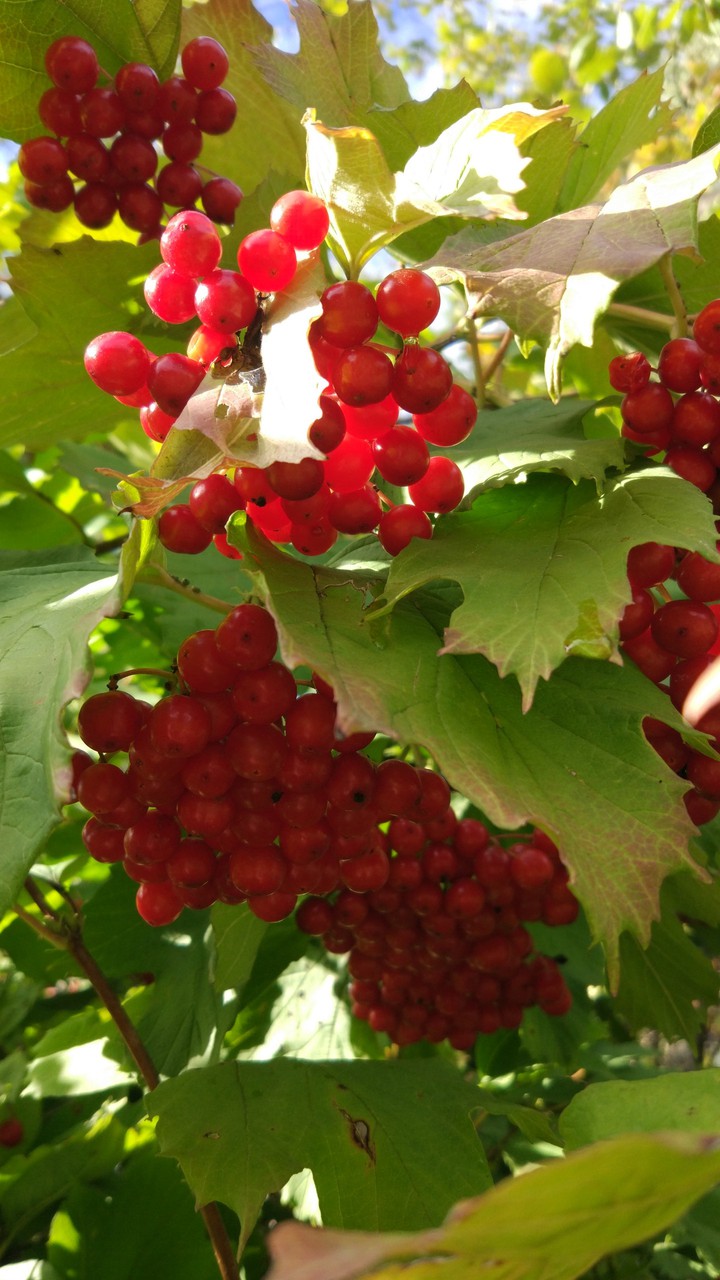 Red viburnum