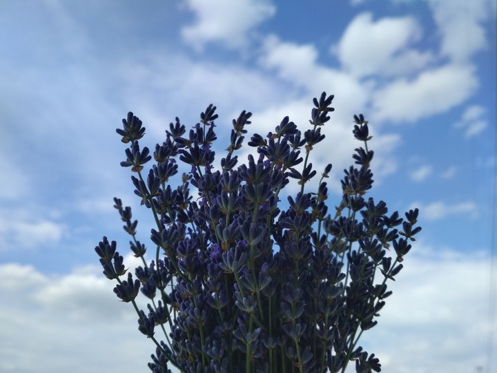 Lavanda