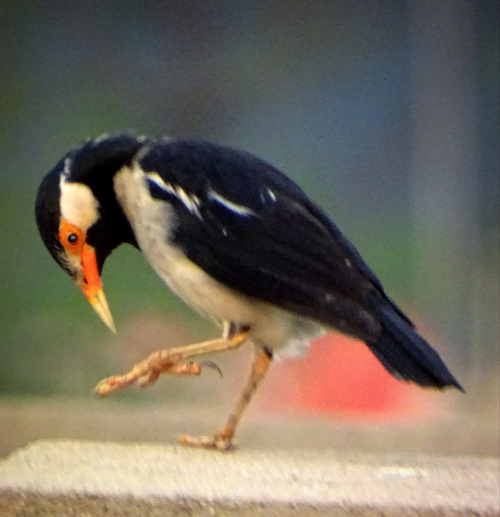bird
