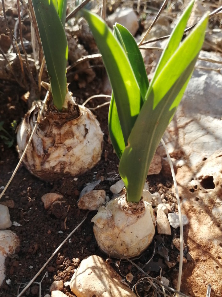 Flores de montaña