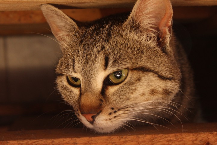 cat 2