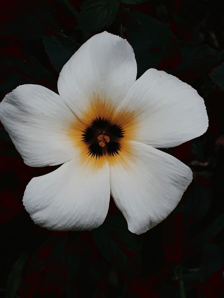 Mom's yellow flower