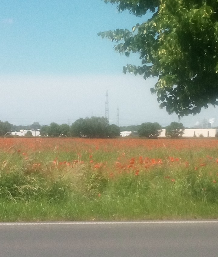 Mohnblumen